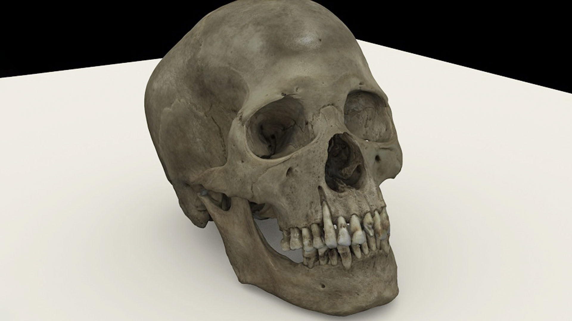 頭蓋骨テクニック参加者ガイド Amazon.co.jp: 【Lartisan】頭蓋骨模型 モデル 縫合線付き 実物