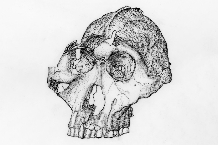 Dnh 155 Artec Space Spiderが0万年前の頭蓋骨の再構築に貢献した方法 Artec3d アプリケーション