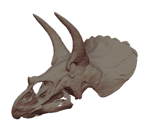 Triceratops skull