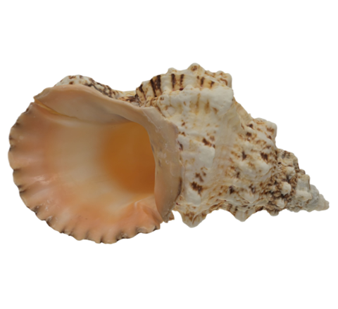 Seashell