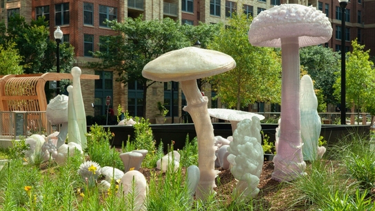 Amazon Giant Mushrooms