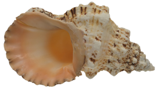 Seashell
