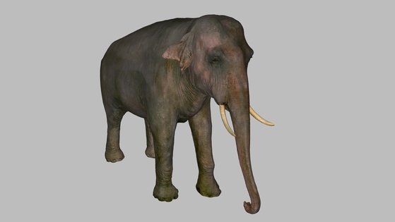 Elephant Museum Scanning