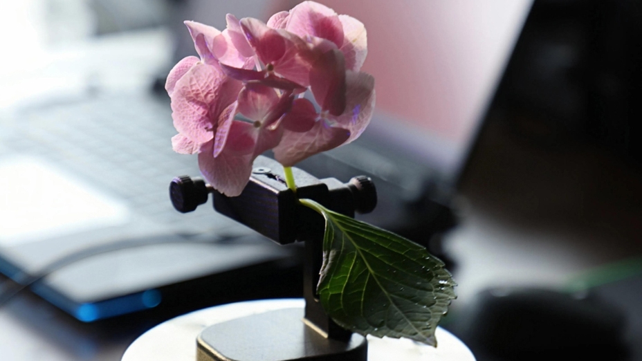 Flower 3D scanning for jewelry design