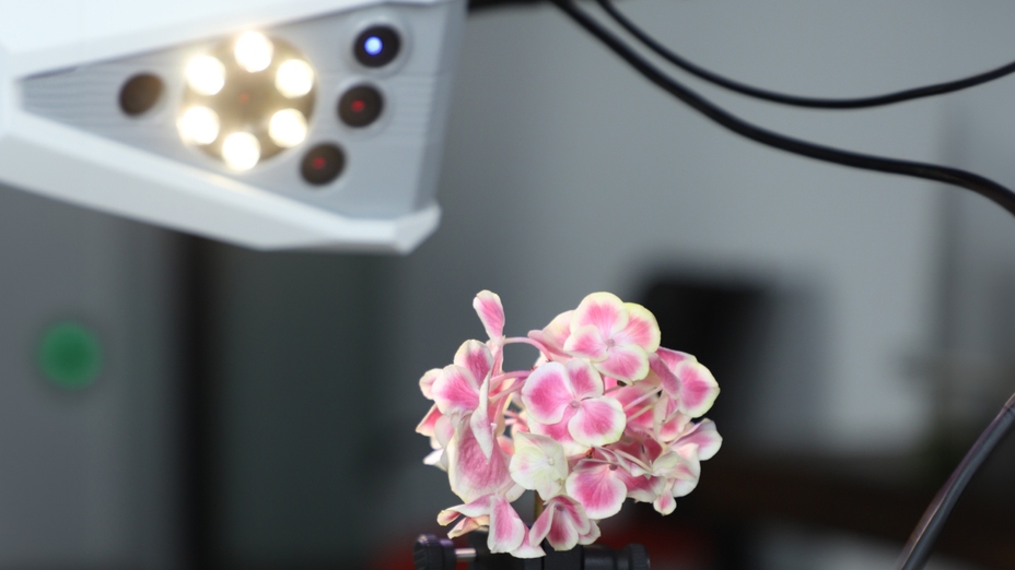 Flower 3D scanning for jewelry design