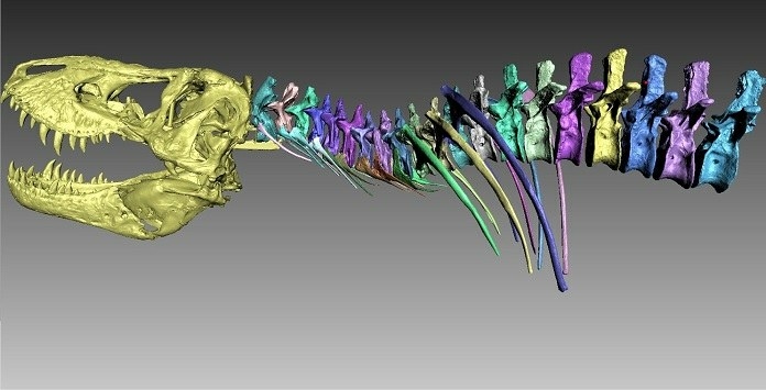3Dスキャンで作成したティラノサウルス・レックスの化石を1つずつ